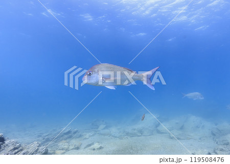 陸奥湾に生息する海の生き物 マダイ、キュウセン、ウニ 119508476