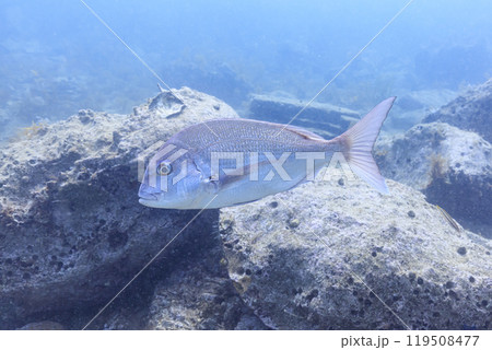 陸奥湾に生息する海の生き物 マダイ 119508477