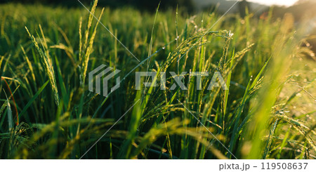 Rice in the fields in the early morning 119508637