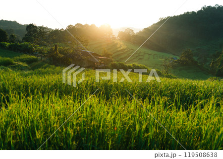 Rice in the fields in the early morning 119508638