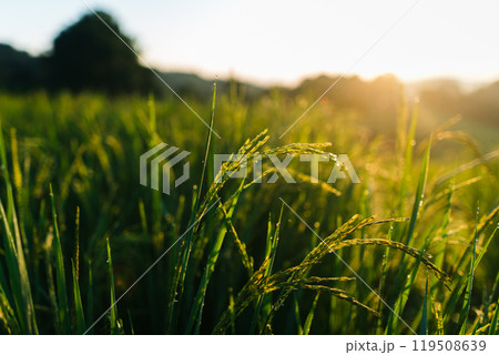 Rice in the fields in the early morning 119508639