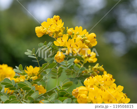 沢山の黄色い花をつけるモクセンナ 沢山の黄色い花をつけるモクセンナ 119508815