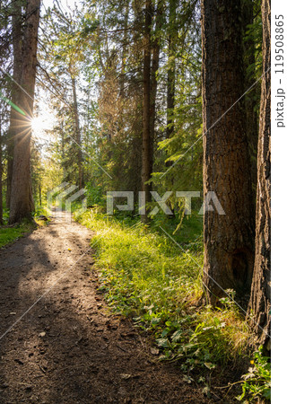 Natural forest footpath scenery. Fenland Trail in summer sunny day. Banff National Park, Canadian Rockies, Alberta, Canada. Natural forest footpath scenery. Fenland Trail in summer sunny day. Banff National Park, Canadian Rockies, Alberta, Canada. 119508865