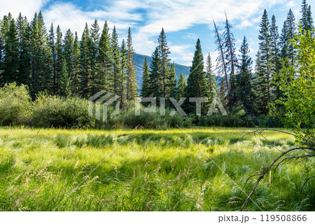 Natural forest scenery. Fenland Trail in summer sunny day. Banff National Park, Canadian Rockies, Alberta, Canada. 119508866