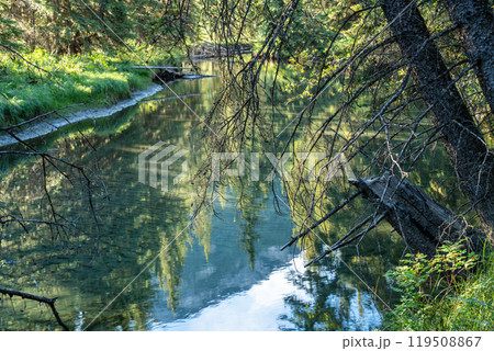 Calm river in green pine trees forest, sunlight reflected on the water. Fenland Trail in summer sunny day. Banff National Park, Canadian Rockies, Alberta, Canada. Calm river in green pine trees forest, sunlight reflected on the water. Fenland Trail in summer sunny day. Banff National Park, Canadian Rockies, Alberta, Canada. 119508867