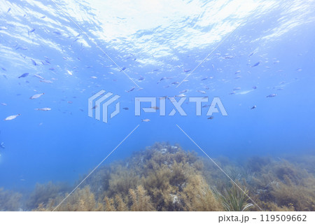 陸奥湾に生息する海の生き物 オキタナゴの群れと豊かな海藻 119509662
