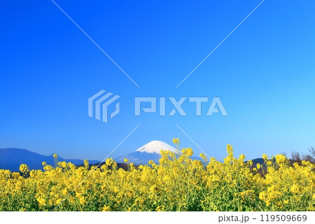 【神奈川県】快晴の吾妻山公園の菜の花と富士山 119509669