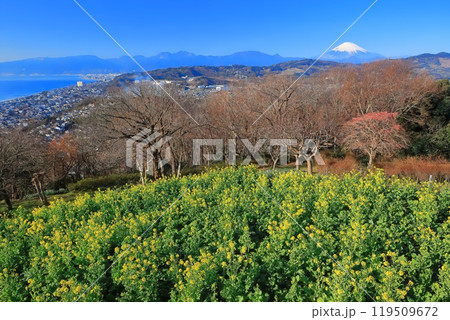 【神奈川県】快晴の吾妻山公園の菜の花と富士山 119509672