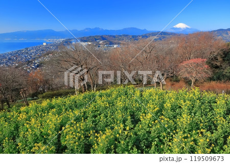 【神奈川県】快晴の吾妻山公園の菜の花と富士山 【神奈川県】快晴の吾妻山公園の菜の花と富士山 119509673