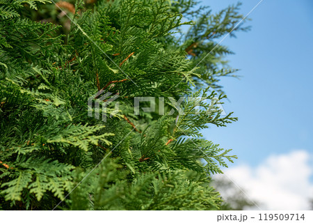 Thuja occidentalis also known as northern white-cedar, eastern white-cedar or arborvitae growing in Russia 119509714