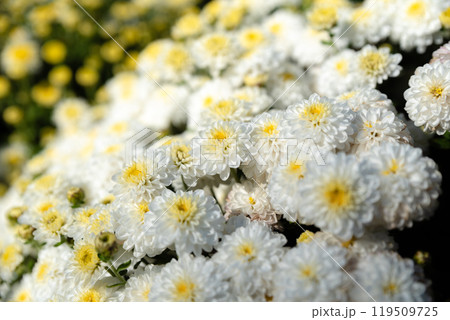 chrysanthemum multiflora Brandove White on flower bed 119509725