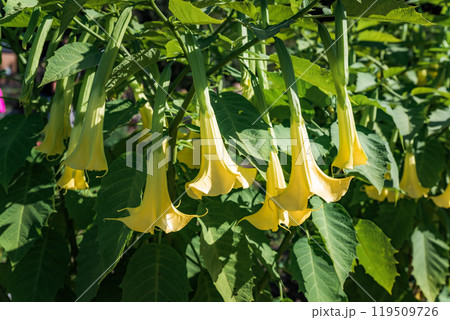Yellow Brugmansia flowers growing in Far East of Russia Yellow Brugmansia flowers growing in Far East of Russia 119509726
