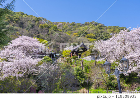 満開の桜と北野天満神社 119509935