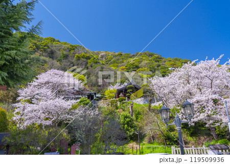 満開の桜と北野天満神社 119509936