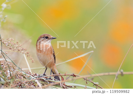 秋の野原のノビタキ 119509982
