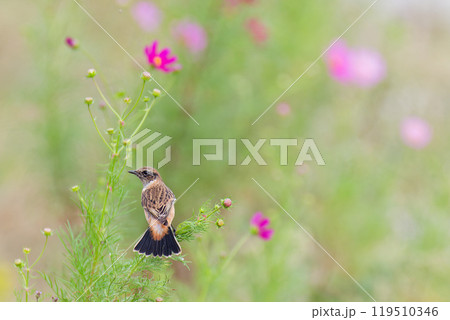 コスモスの花に留まるノビタキ コスモスの花に留まるノビタキ 119510346