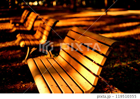 東京　代々木公園 初秋の木洩れ日さすベンチの風景 119510355