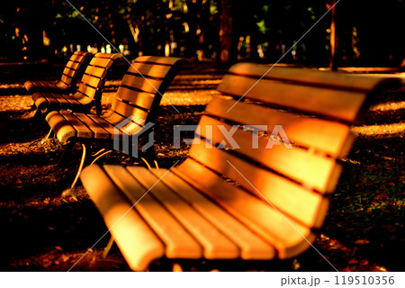 東京　代々木公園 初秋の木洩れ日さすベンチの風景 119510356