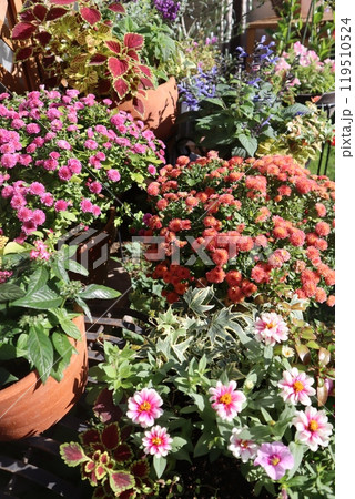 マムの花の寄せ鉢 119510524