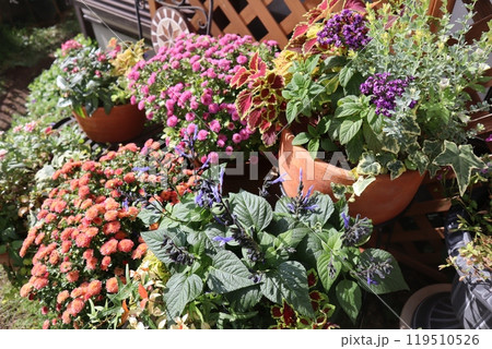裏庭の花の寄せ植え＆寄せ鉢 119510526