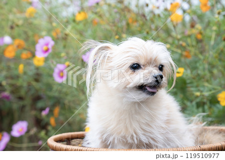 コスモス畑と笑顔のミックス犬のくりきんとん 119510977