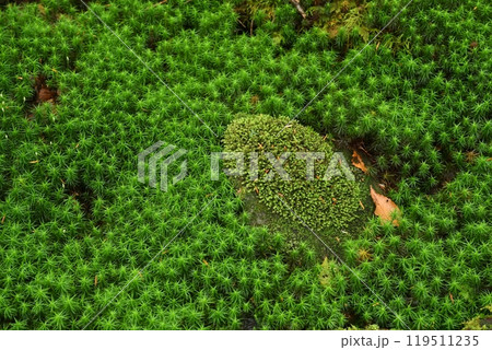 苔の森 119511235