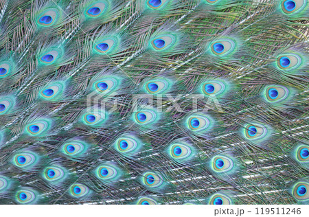 colorful of peacock feathers as background 119511246