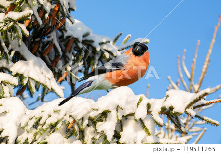 Little bird perching on branch of snowy fir. Male of common bullfinch Little bird perching on branch of snowy fir. Male of common bullfinch 119511265