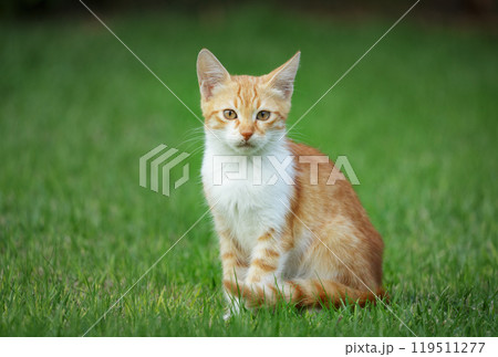 Red kitten sitting on green grass 119511277