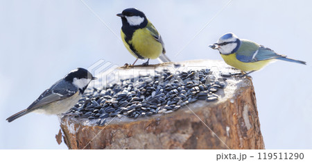 Little birds feeding on a bird feeder with sunflower seeds. Blue tit, great tit, coal tit. Winter time Little birds feeding on a bird feeder with sunflower seeds. Blue tit, great tit, coal tit. Winter time 119511290