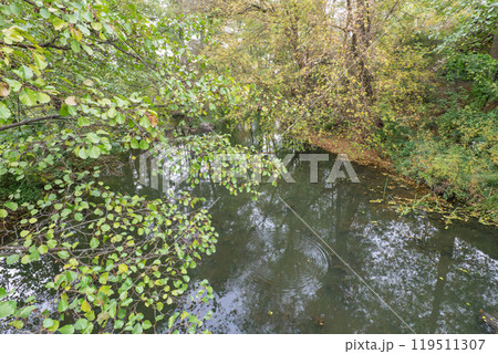 small pond in the forest small pond in the forest 119511307