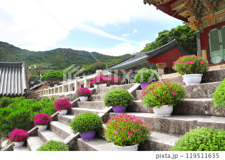 Blooming chrysanthemums on the steps of pavilion in Beomeosa Temple, Busan, South Korea. Beautiful autumn scene with blossoming golden-daisy and ancient buddhist pavilions in traditional korean style Blooming chrysanthemums on the steps of pavilion in Beomeosa Temple, Busan, South Korea. Beautiful autumn scene with blossoming golden-daisy and ancient buddhist pavilions in traditional korean style 119511635