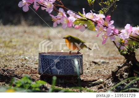 庭に飛んで来た鳥メジロ、 119511729