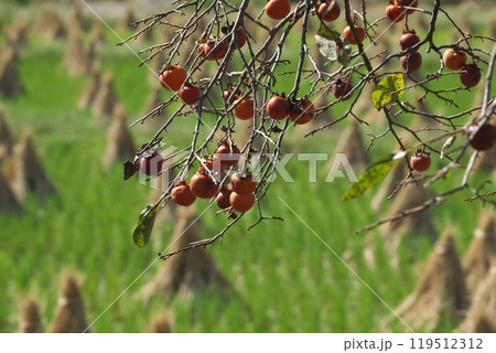 日本の秋　色づいた柿の実とわらぼっち 119512312