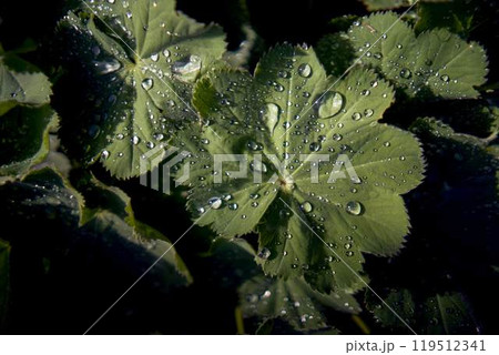 Alchemilla vulgaris covered with the raindrops Alchemilla vulgaris covered with the raindrops 119512341