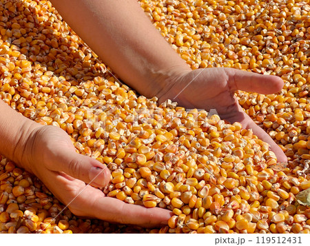 checking quality of corn checking quality of corn 119512431
