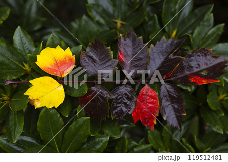 紅葉していく葉 紅葉していく葉 119512481