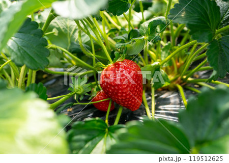 イチゴ栽培 119512625