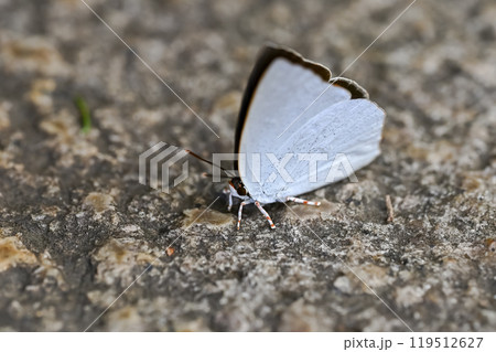 ウラギンシジミ 119512627