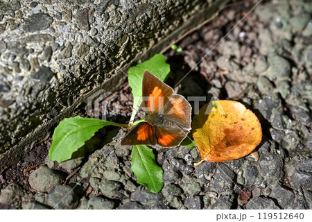 ウラギンシジミ 119512640