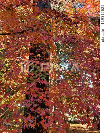 赤く染まった東漸寺の紅葉-3 赤く染まった東漸寺の紅葉-3 119513623