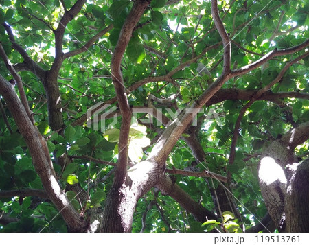 森　沖縄　仲泊遺跡16 119513761