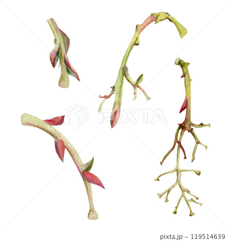 Tree, berry or bush branch twig with no leaves, early spring, late autumn or winter, green stalks, buds, hand drawn in watercolor. Isolated botanical illustration. Wedding, decoupage, florist shop. 119514639