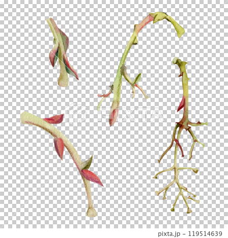 Tree, berry or bush branch twig with no leaves, early spring, late autumn or winter, green stalks, buds, hand drawn in watercolor. Isolated botanical illustration. Wedding, decoupage, florist shop. 119514639