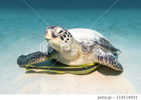 ウミガメ ウミガメ 119514933