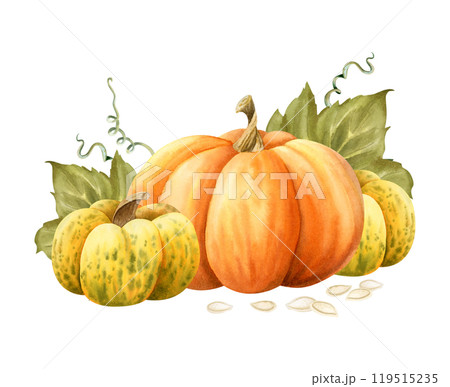 Orange and yellow watercolor pumpkins harvest with seeds and leaves illustration isolated on white. Ripe fall gourds vegetables for autumn Thanksgiving designs and cards 119515235