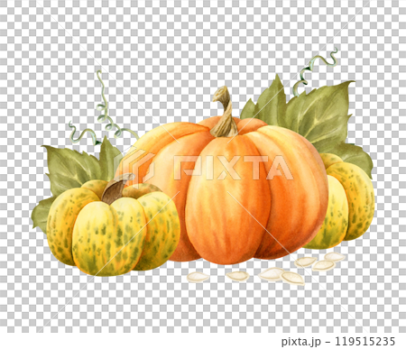 Orange and yellow watercolor pumpkins harvest with seeds and leaves illustration isolated on white. Ripe fall gourds vegetables for autumn Thanksgiving designs and cards 119515235