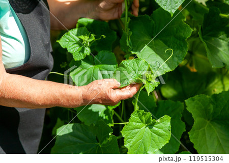 Elderly Female Farmer Tending Plants on a Rural Garden Plot Elderly Female Farmer Tending Plants on a Rural Garden Plot 119515304