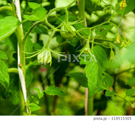 Green tomatoes growing on green stems. 119515305