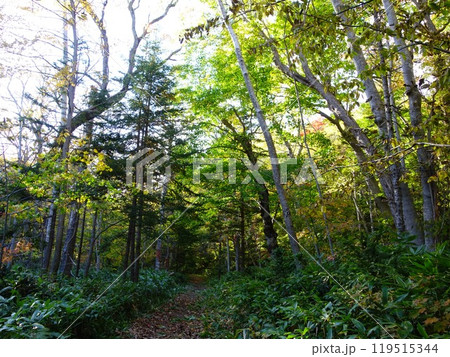 木々に囲まれている森林の林道 木々に囲まれている森林の林道 119515344